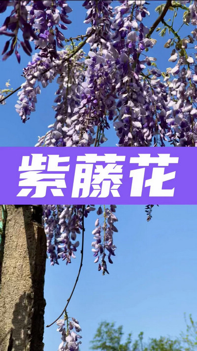 春有約，花不誤，陌上紫藤香如故。